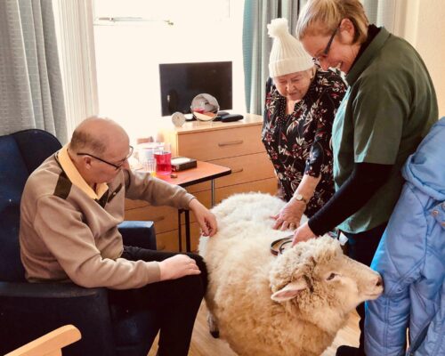 Visit from Bloom the sheep for Petpals visit