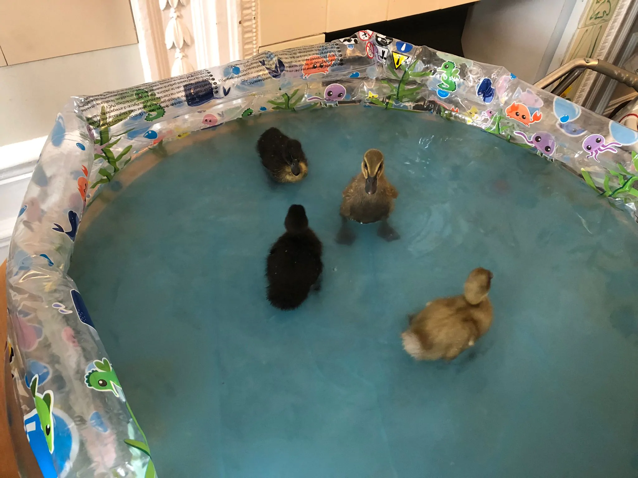 Ducklings in a paddling pool