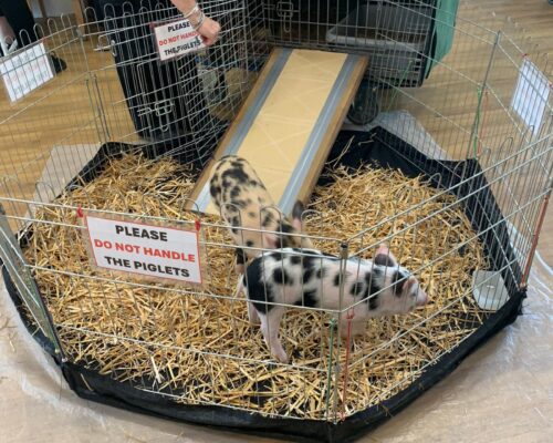 Piglets in a pet crate at Whitebeach home